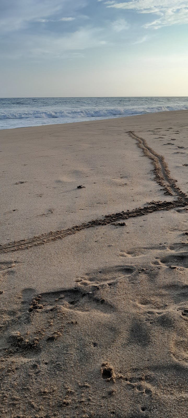 LAS PLAYAS CAMPO TORTUGUERO DE PRESERVACIÓN DE TORTUGAS MARINAS