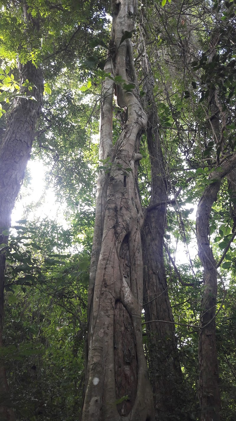 Sendero A Los Sembradios Parque El Limon