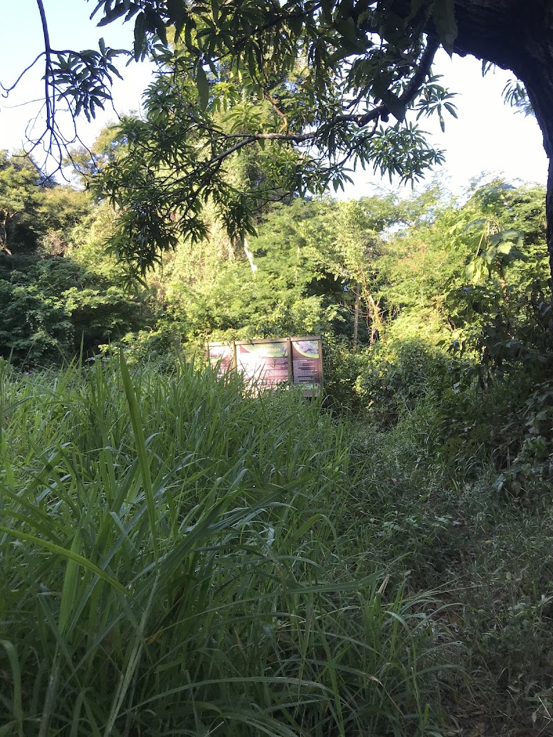 Sendero A Los Sembradios Parque El Limon
