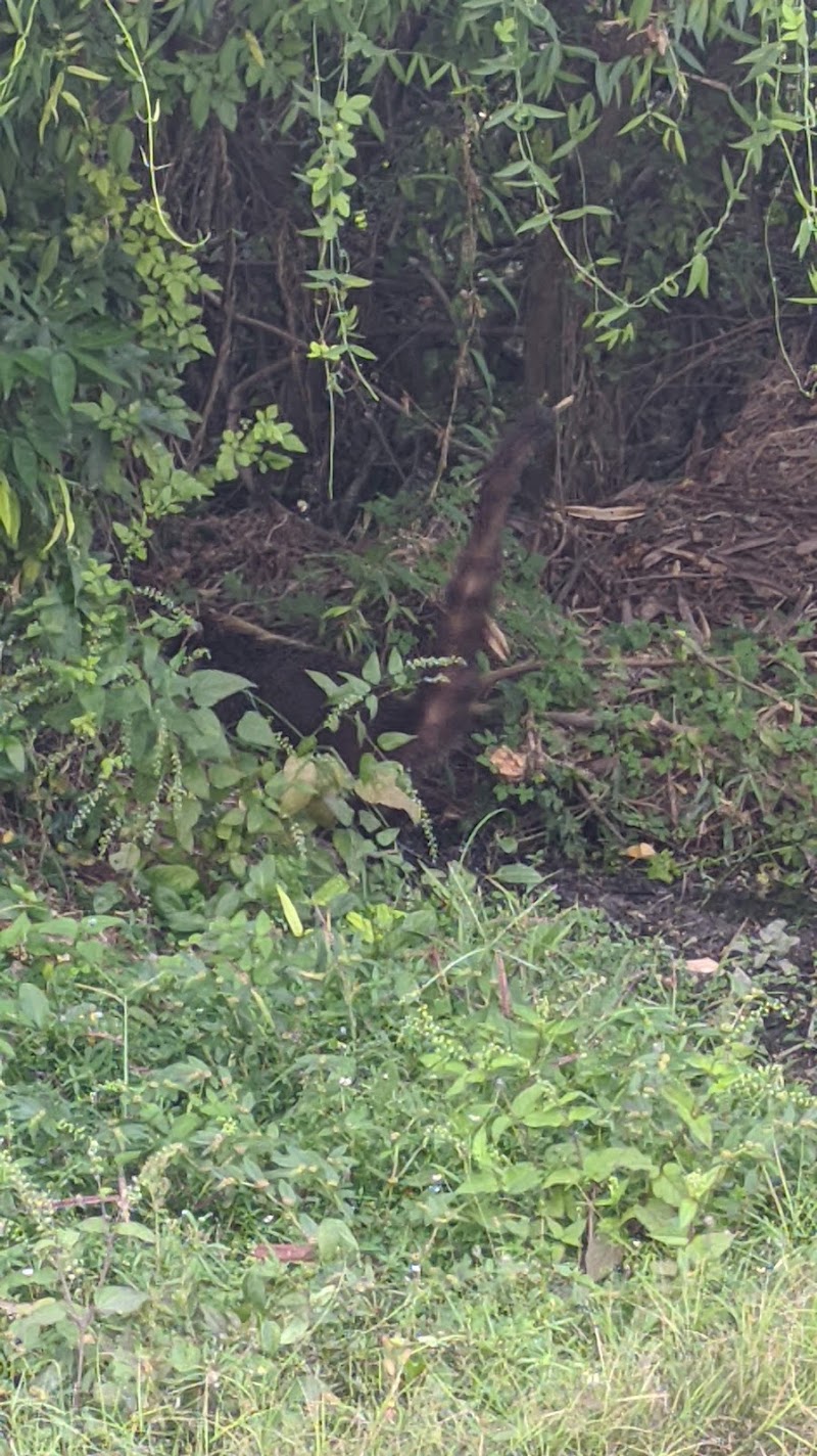 Parque zona verde