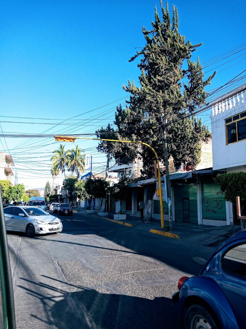 Palmera bifurcada