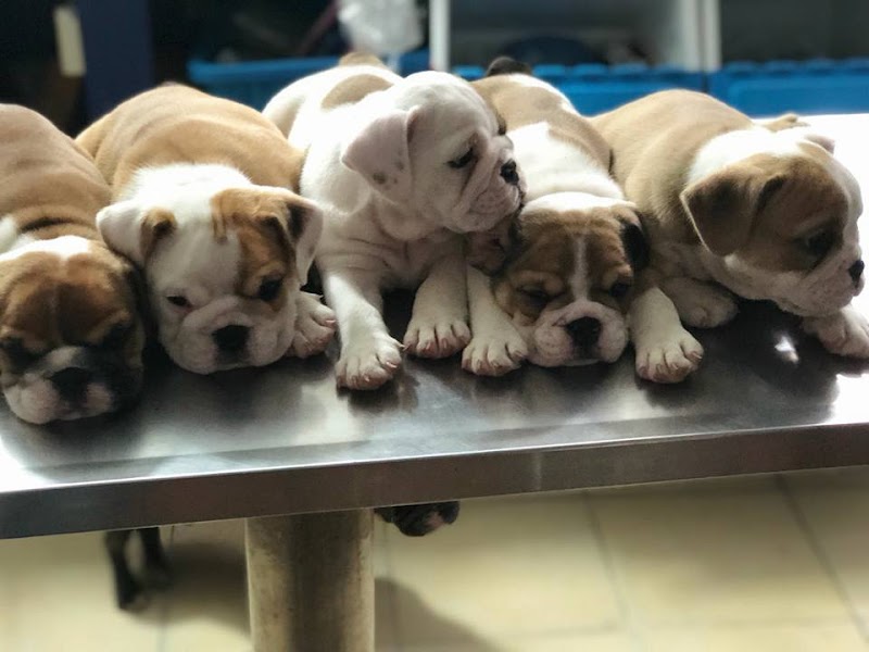 Clinica Veterinaria bichos