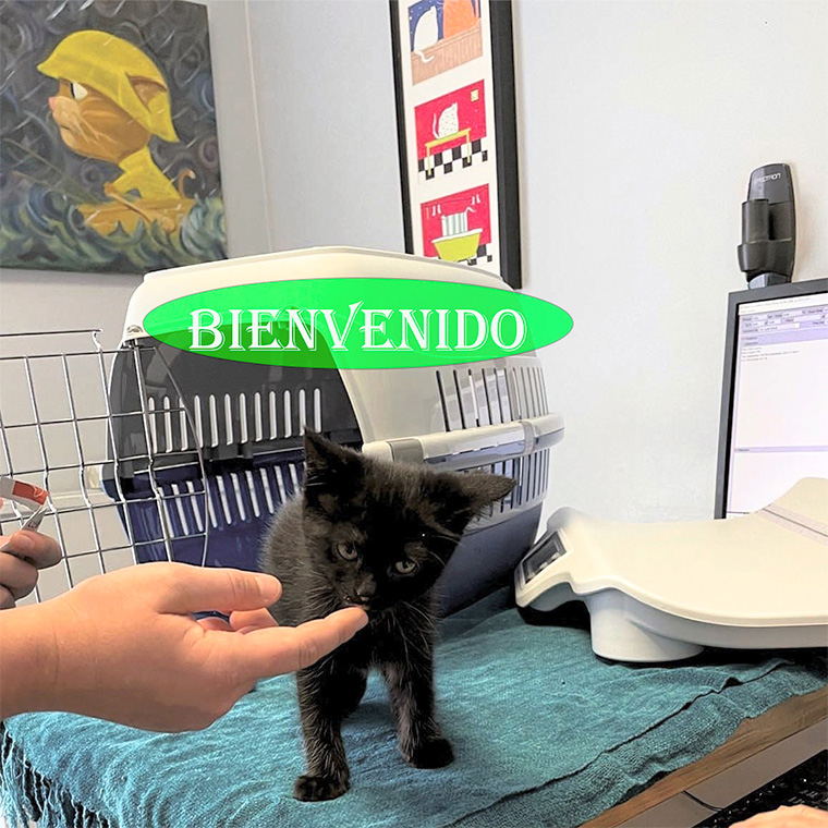 Veterinaria Dr. Nájera